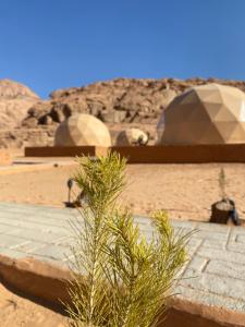 a bush in front of two tents in the desert at Abdullah wadi rum camp in Wadi Rum