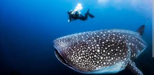 a person taking a picture of a whale shark at Sandra's Holiday House in Oslob