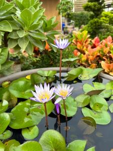 a group of water lilies in a pond at Summer Love Villa in Jinning