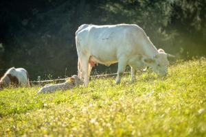 Altri animali domestici presso l'appartamento o nei dintorni