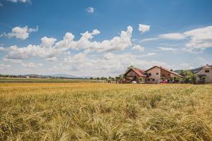 a field of wheat with a house in the background at Lux Living Apartments BUDIČ near Terme Čatež in Brežice