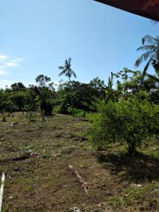 un campo con alberi e arbusti sullo sfondo di Pedacinho do Paraiso a Mongaguá