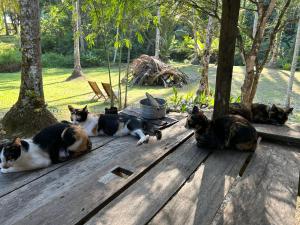 Domácí mazlíčci ubytovaní s hosty v ubytování forestel homestay kohkood ฟอเรสเทล โฮมสเตย์ เกาะกูด