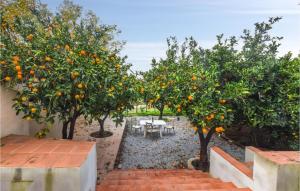 a group of oranges trees in an orchard at Gorgeous Home In Santa Lucia Del Mela in Santa Lucia del Mela