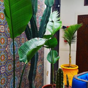 Fotografie z fotogalerie ubytování Riad Heklek v Marrákéši