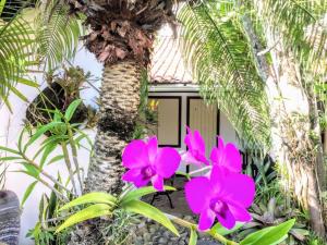 a group of pink flowers next to a palm tree at Suítes a 50 metros da Rua das Pedras in Búzios
