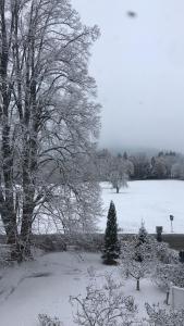 un cortile coperto da neve con un albero e un campo di Romantic-Pension Albrecht - since 1901 a Hohenschwangau