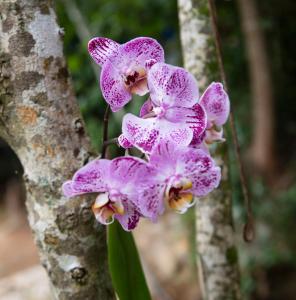 un montón de flores púrpuras colgando de un árbol en Casa Lucas - loft espaçoso com jardim e churrasqueira, en Petrópolis