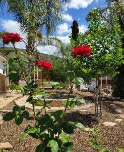 een groep rode rozen in een tuin bij La Chapelle - The Apartment in Montagu