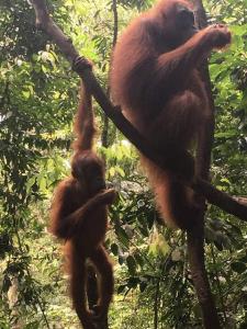 Dois chimpanzés estão sentados num galho de árvore. em Tour & Travel Guide em Bukit Lawang