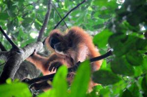 a monkey is sitting on a tree branch at Tour & Travel Guide in Bukit Lawang