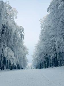 una fila de árboles cubiertos de nieve en un campo en HOTEL GALERIA PEZINSKA BABA en Pezinok