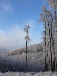 un groupe d'arbres avec de la neige sur eux dans l'établissement HOTEL GALERIA PEZINSKA BABA, à Pezinok