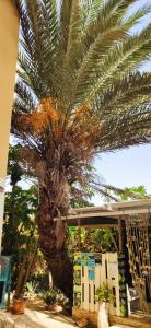 a palm tree in front of a building at Apart-Hotel Ca Elsa in Sal Rei