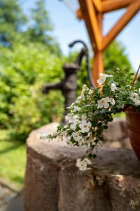 a potted plant sitting on top of a stone wall at Zielona Róża in Wambierzyce