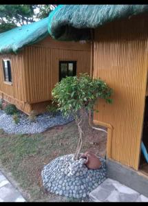 聖胡安的住宿－海風海濱之家和度假小屋，一个小房子前面的小树