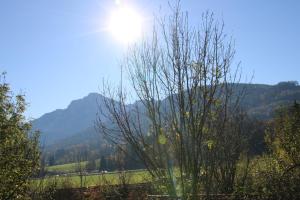 a tree in the foreground with a mountain in the background at Ferienwohnung Pickl - Anna-Maria Pickl in Anger