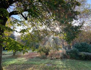 a tree in a field with the sun shining through it at L’orée du bois des rois in Ury