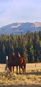 Gallery image of Boarding @ Lazy D Ranch in Divide