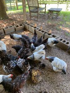 a group of chickens standing around in the dirt at The Birdnest Inn in Aiken