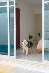 Animal ou animaux domestique(s) séjournant avec des clients dans l'établissement Casa Medina
