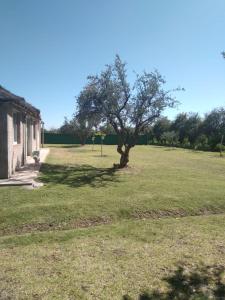 un árbol en medio de un campo de hierba en Cabaña Doña Alicia en San Rafael