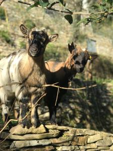dos cabras de pie sobre una pared de piedra en La Riviera Bed & Breakfast en Rapallo