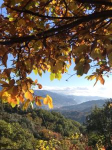 uma vista para as montanhas através das folhas de uma árvore em La Riviera Bed & Breakfast em Rapallo
