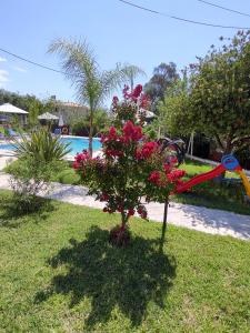 un pequeño árbol con flores rojas junto a una piscina en Dimas V House, en Parga