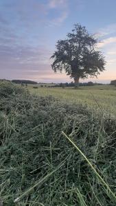 a field of grass with a tree in the background at La BerryCurienne proche du Zoo de Beauval Saint-Aignan avec SDB, WC ET SPA PRIVATIF pour chaque chambre in Luçay-le-Mâle +30 photos