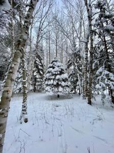 a snow covered christmas tree in the middle of a forest at Chalet Sous Les Pins in Les Éboulements