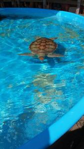 een schildpad in het water in een zwembad bij Apartamento Novo Norte da Ilha in Florianópolis