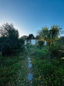 een onverharde weg die leidt naar een huis met een palmboom bij Cabañas Santa Rita in Cobquecura