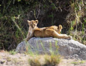 Gallery image of Mara Elatia Camp in Masai Mara