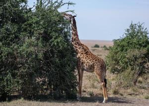 Gallery image of Mara Elatia Camp in Masai Mara