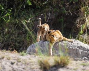 Gallery image of Mara Elatia Camp in Masai Mara +40 photos