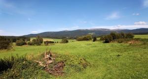 un champ d'herbe verte avec des montagnes en arrière-plan dans l'établissement Gasthaus "Zur Einkehr", à Neureichenau