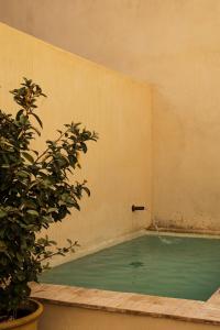 una piscina de agua en una habitación con una planta en BOS*COS APARTMENTS, en Sevilla