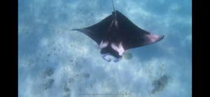 Altri animali domestici presso l'affittacamere o nei dintorni