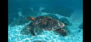 Altri animali domestici presso l'affittacamere o nei dintorni