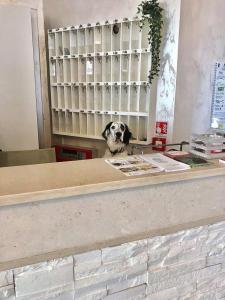 a dog sitting at a counter in a store at Hotel President in Cervia