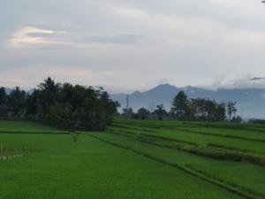 ein grünes Feld mit Bäumen und Bergen im Hintergrund in der Unterkunft Villa Adinda Syariah D8 in Tarogong + 3 Fotos