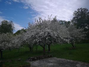 a group of trees with white flowers in a field at Rony Villa - In the middle of nature in Przesieka