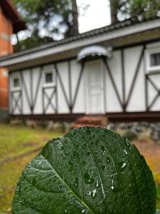 a green leaf with raindrops on it in front of a house at Apartamento Foss in Gramado