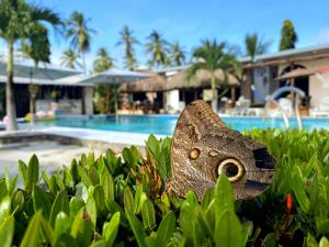a butterfly sitting on a bush in front of a pool at Show Pony Ranchero Resort - Boutique Beach Hotel in Las Lajas