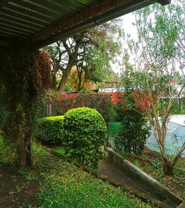 un jardín con arbustos verdes y una valla en Hospedaje Silvia, en Salto