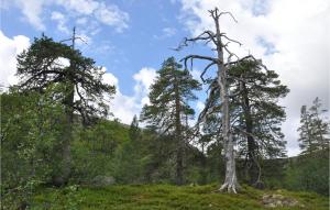 a dead tree in the middle of a field at Stunning Home In Srna With 1 Bedrooms in Särna