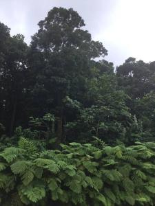 uma floresta cheia de árvores verdejantes em Les Lucioles 1 Beau T2 en forêt tropicale avec accès piscine em Saint-Joseph