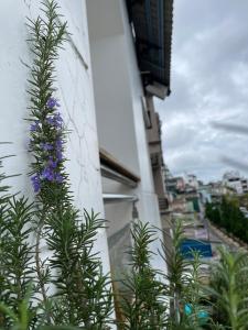 Fotografie z fotogalerie ubytování CaLi Nguyen v destinaci Da Lat
