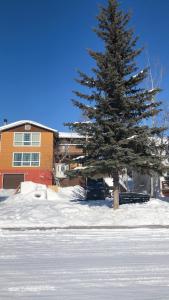 a pine tree in the snow in front of a house at Sunshine Guest House Yellowknife in Yellowknife